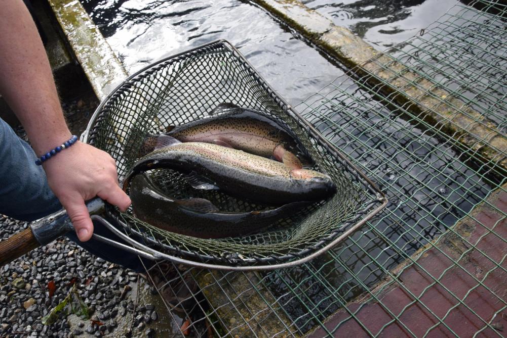 Voor wie op professionele schaal vis kweekt, gebeurt de indeling van de inrichtingen niet op basis van het aantal dieren, maar op basis van de jaarproductiecapaciteit (levend gewicht) en het onderscheid tussen gesloten en open systemen.