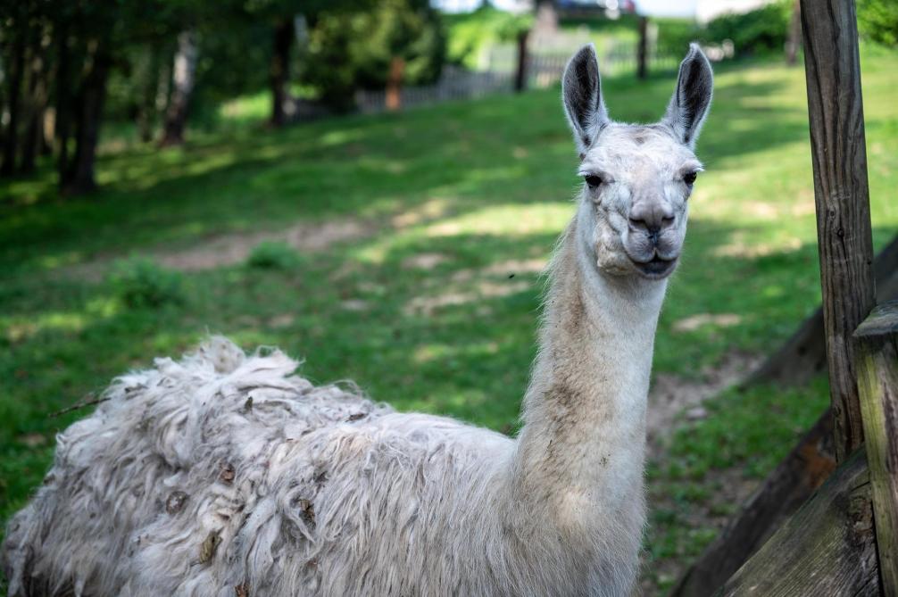 De laatste jaren duiken op heel wat Vlaamse erven dieren op die tot voor kort als uitzondering werden gezien, zoals alpaca’s.