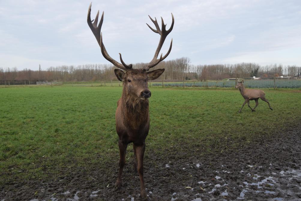 Wie herten houdt, valt voor de voedselveiligheid en diergezondheid onder hetzelfde kader als de klassieke veehouderij.