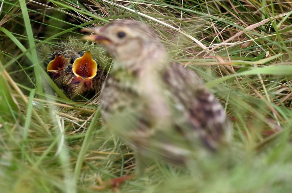 Een nest veldleeuweriken in het gras.