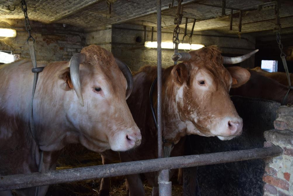 Marc Bossuyt kiest voor robuuste rassen, zoals de Blonde d’Aquitaine.