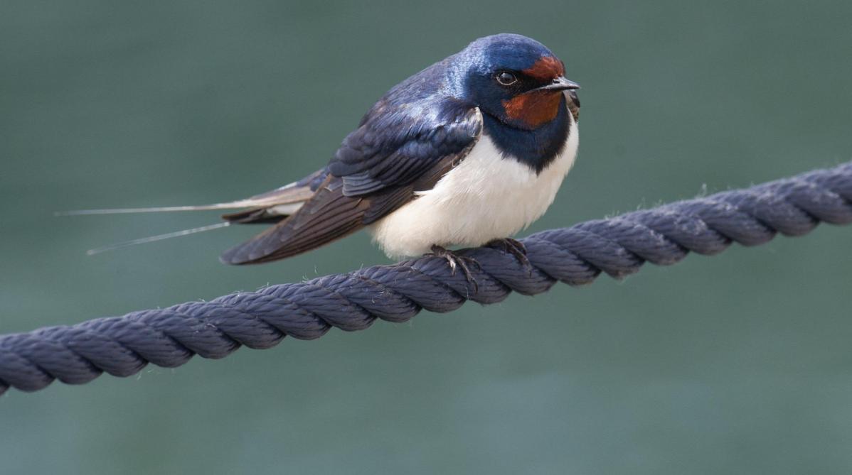 Boerenzwaluwen houden van open stallen.