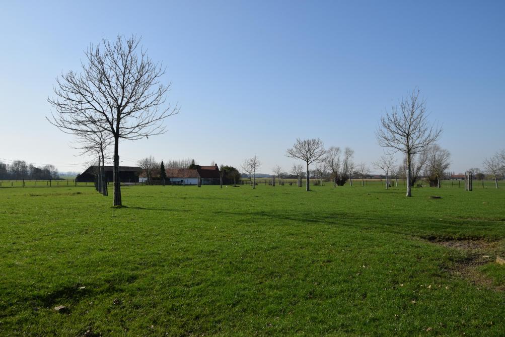 Marc Bossuyt plantte meer dan 10 jaar geleden een hoogstamboomgaard met fruit- en notensoorten.