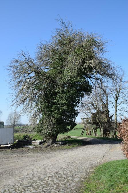 Onderzoekers hebben de meer dan 100 jaar oude perenboom aan de ingang van de hoeve geënt om de zeldzame perensoort voor de toekomst te bewaren.