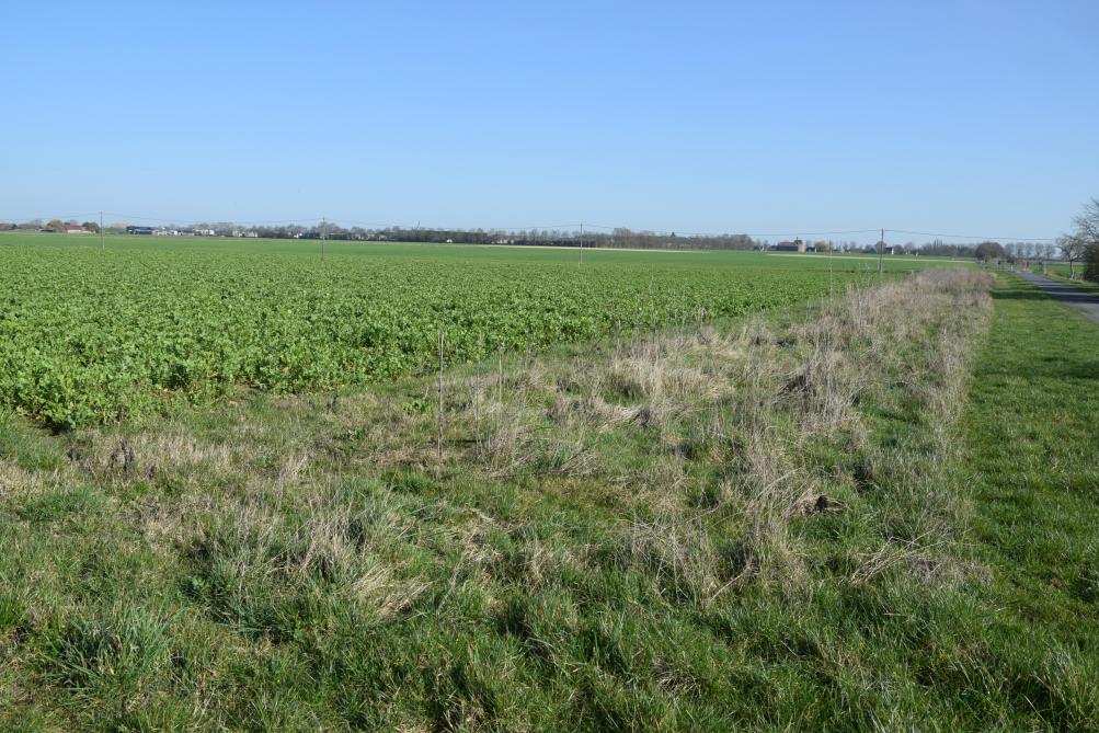 Akkerranden bieden nestgelegenheid en een voedselbron voor boerenlandvogels.