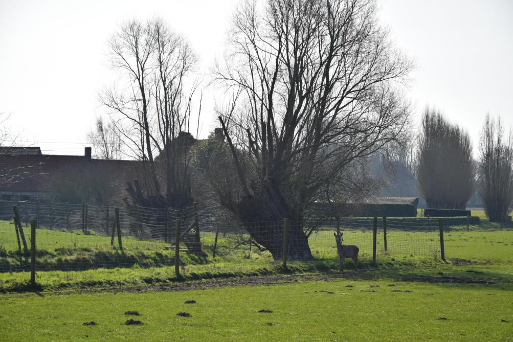 Marc Bossuyt kweekt in de eerste plaats edelherten. Eentje is te zien in de verte onder een grote wilgenboom.