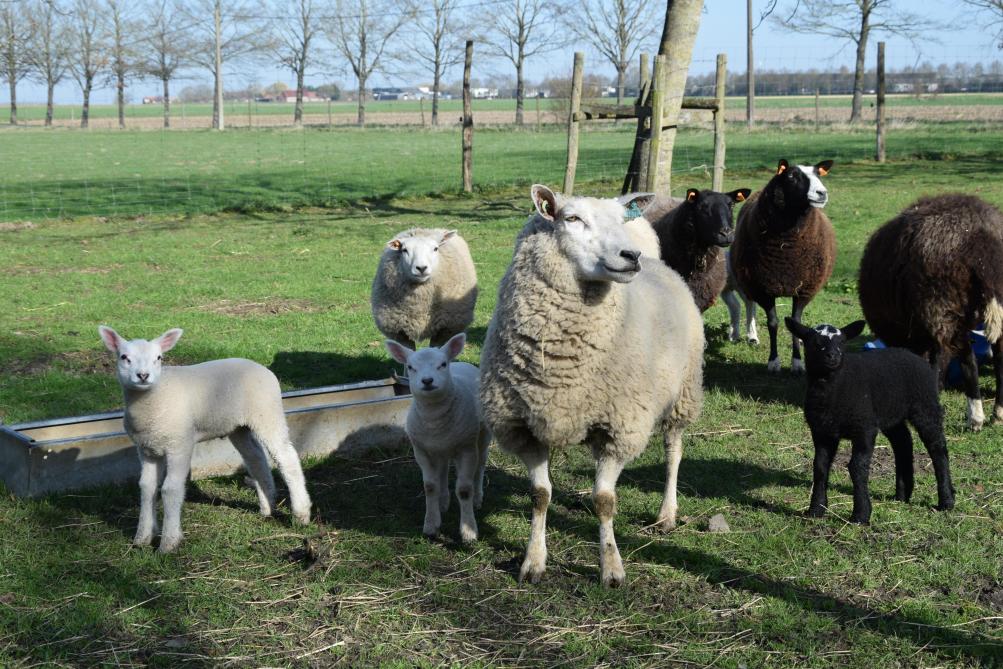 Het lammerseizoen is ook bij Hoeve De Bouvrie begonnen.