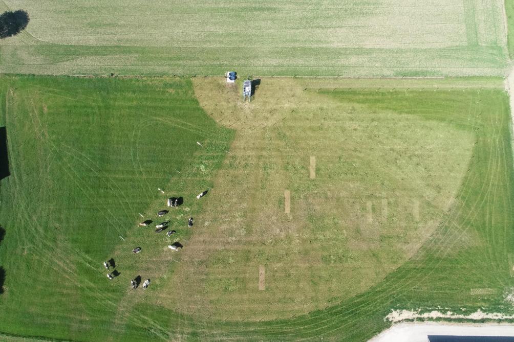 Door de cirkelvormige indeling kregen de koeien iedere keer een even groot stuk verse weide toebedeeld.