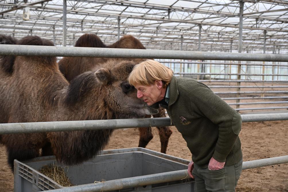 Geert gaat minstens 2 keer per dag langs bij zijn kamelen.