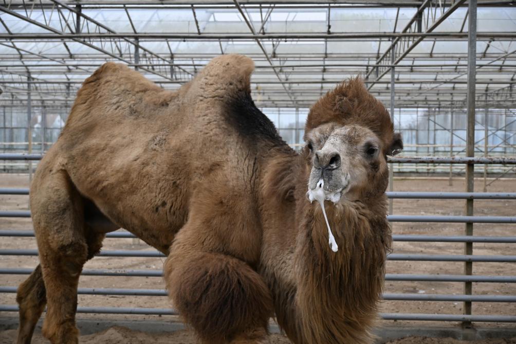 Tijdens de bronst produceert de kamelenhengst schuim op de bek. Hij vermagert fel in die periode.