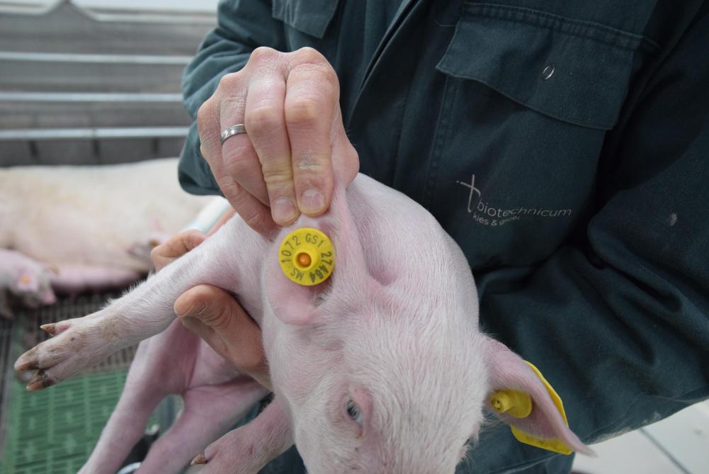 Alle varkens worden gemonitord via elektronische oormerken.