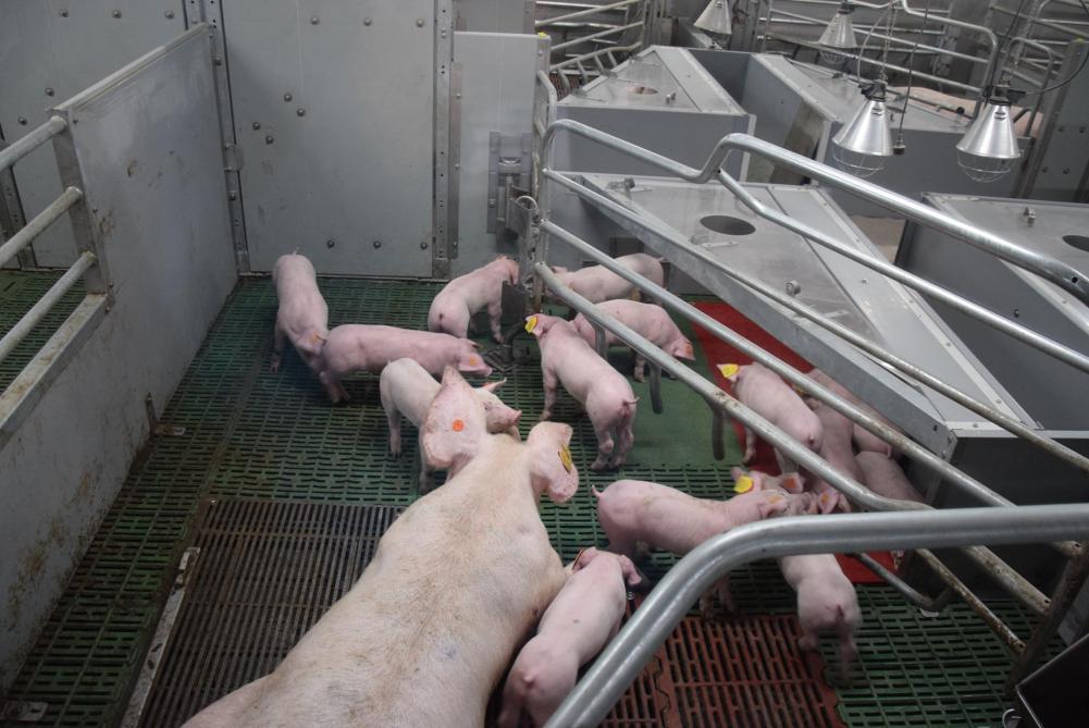 In de kraamstal werd gekozen voor vrijloopkraamhokken. Zo kan het PVL ook hierover praktijkgericht advies verlenen.