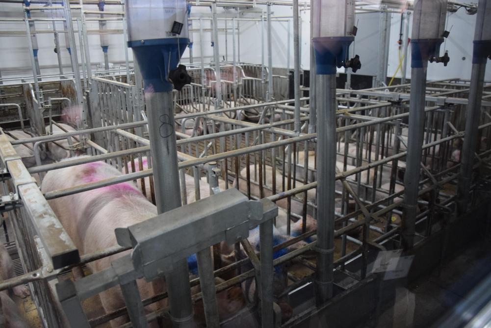 In de dekstal werden de inseminatieboxen gecombineerd met de mogelijkheid tot vrije uitloop.