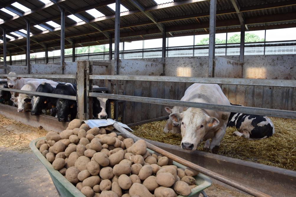 Enige voorzichtigheid is aangewezen bij het vervoederen van aardappelen.