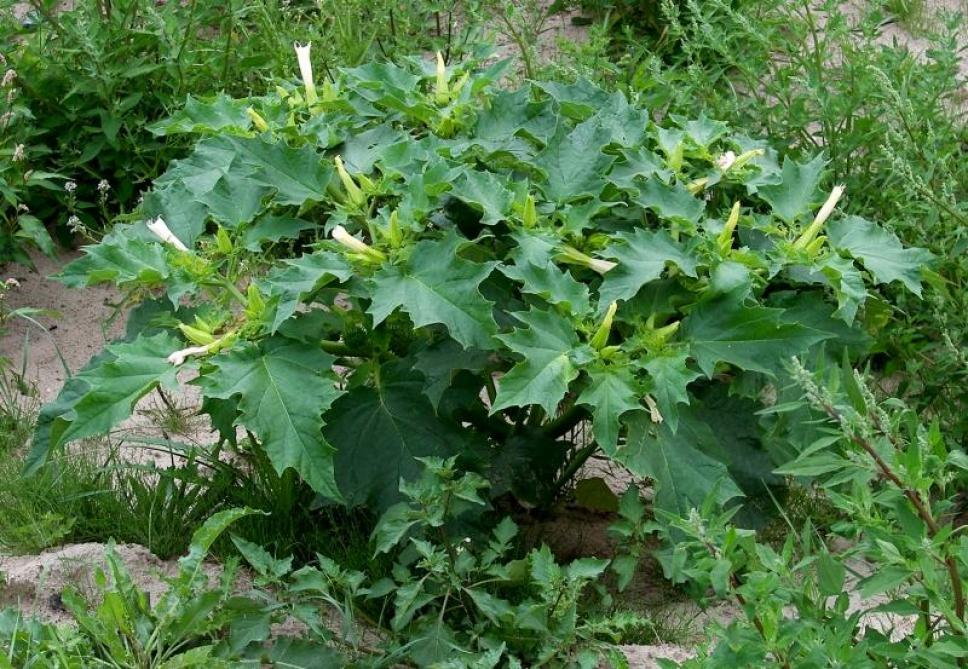 Een volwassen doornappelplant: de alleenstaande en gesteelde bladeren zijn onregelmatig van vorm met brede tanden.