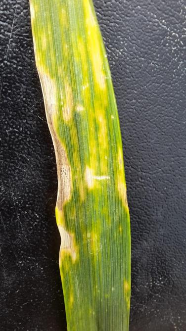 Septoria is altijd aanwezig in het graangewas en komt bij meer neerslag intenser voor.