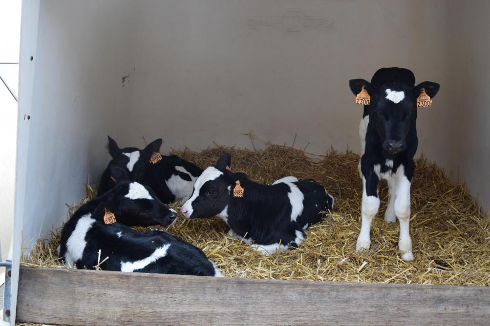 Bij 600 melkkoeien hoort natuurlijk een grote hoeveelheid kalfjes.