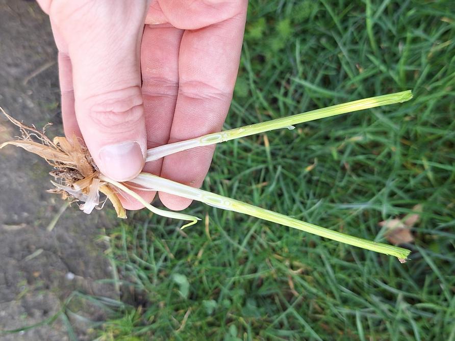 Bij het doorsnijden van de gerststengel zie je bovenaan links de eerste holte die rechts is afgesloten door de eerste knoop. Rechts daarvan zie je het aartje verder opschuiven naar boven, waarna een tweede knoop zich zal vormen. Idealiter voer je de eerste verkorting in gerst uit als het aartje zich tussen de eerste en tweede knoop bevindt.
