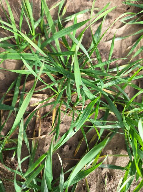De hoge temperaturen in maart leidden tot een versnelde ontwikkeling van insecten, zoals het graanhaantje.