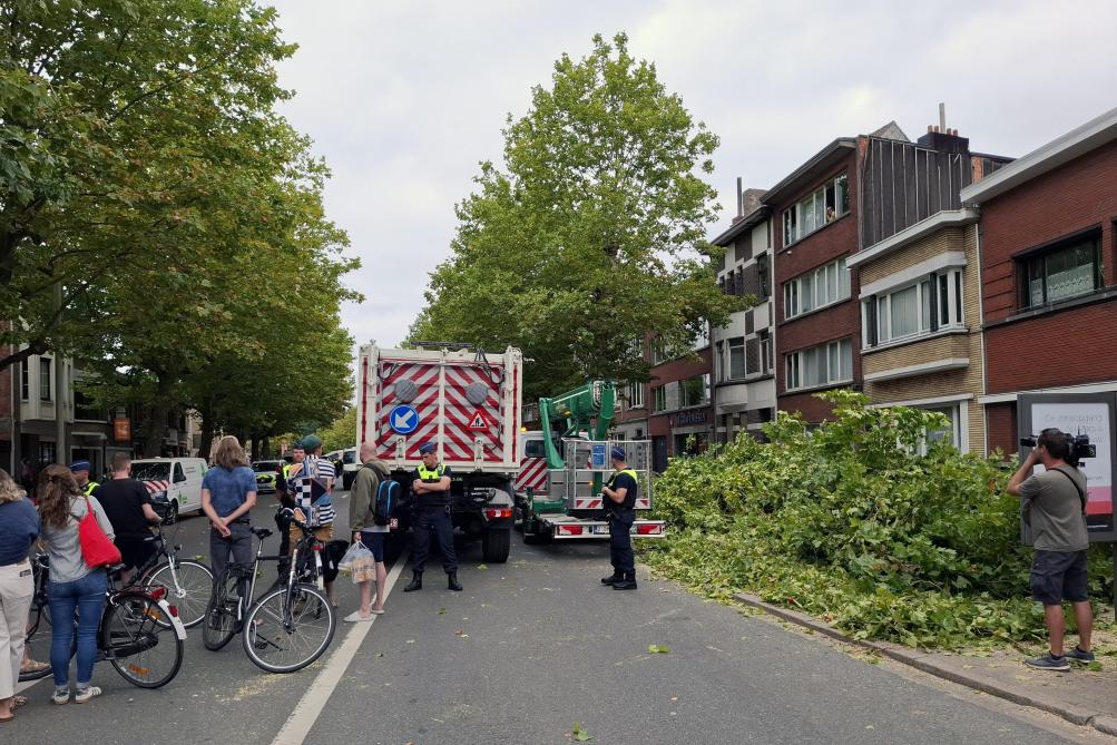 Beels haalt ook het voorbeeld van de bomenkap in Deurne aan.