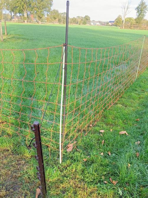 De wolf leert snel, zodat een elektrische afsluiting van 1,20 m hoogte soms niet meer veilig is.