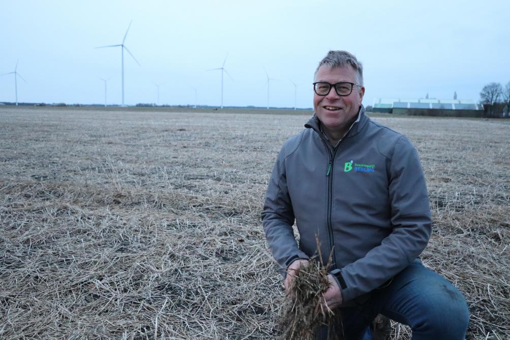 De groenbemester Tagetes die Dirk Jan in juli 2025 zaaide heeft hij onlangs gehakseld, zodat hij deze groenbemester binnenkort onder kan werken.