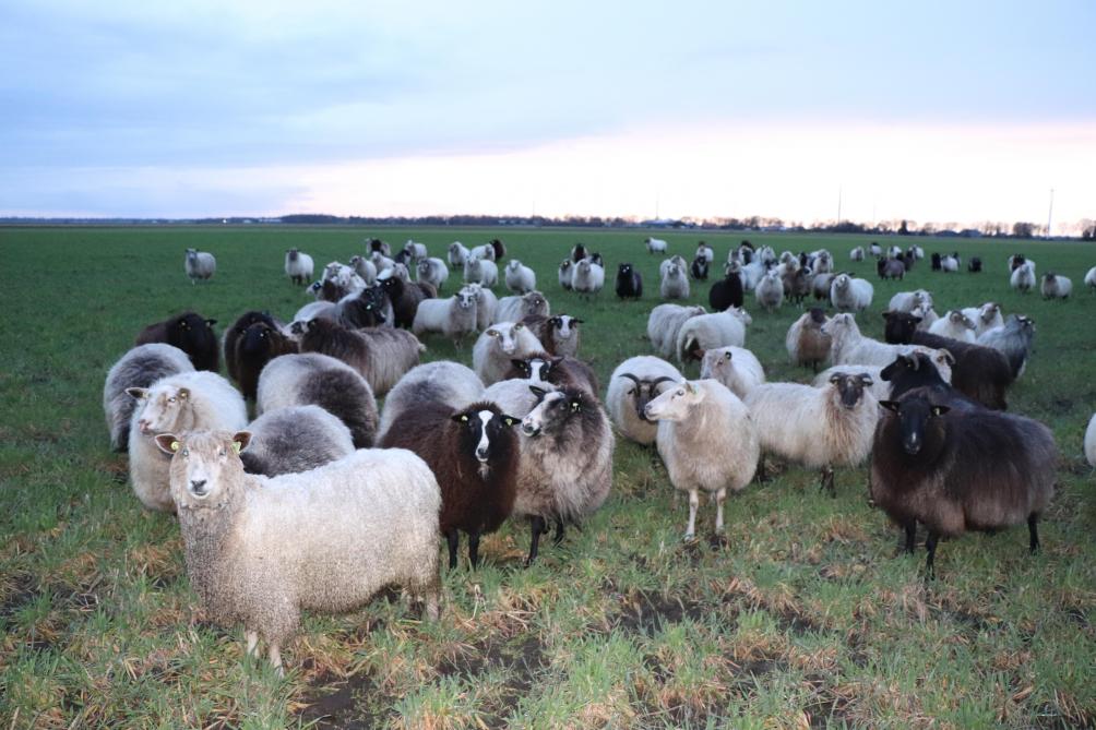 Rogge wordt ingezet als groenbemester, maar groeit dermate hard dat schapen het kort moeten houden.