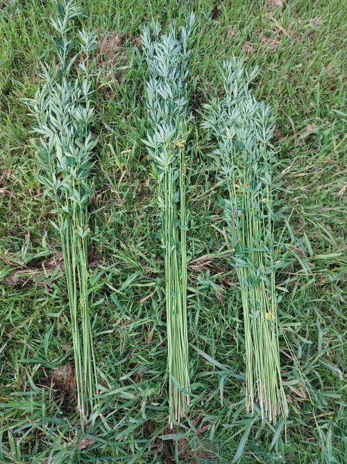 Zaaidichthedenproef aangelegd bij het PVL. De verschillende zaaidichtheden zijn visueel herkenbaar (links op foto kleinste zaaidichtheid, rechts de grootste zaaidichtheid).