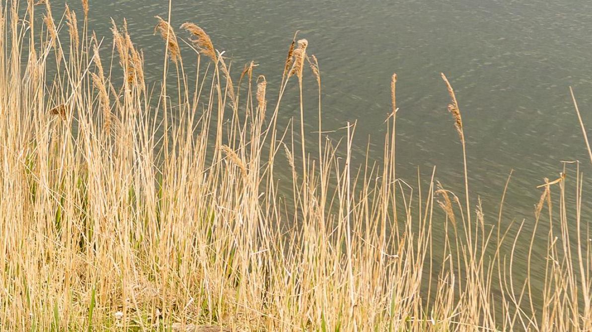 De natuurorganisaties reageren opgelucht dat er na het springtij geen olievervuiling in het riet werd vastgesteld.
