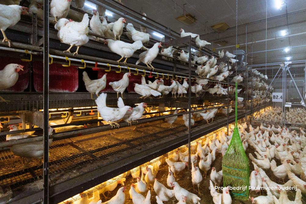 Het Proefbedrijf Pluimveehouderij testte het effect van het frequenter verwijderen van het strooisel van de vloer in een volièreafdeling.
