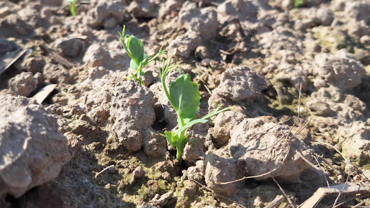 Erwtenperceel waarbij de plantjes een hoogte van +/- 5 cm halen in de regio Kampenhout op 17 april. De randen van de blaadjes zijn aangevreten door de bladrandkever.
