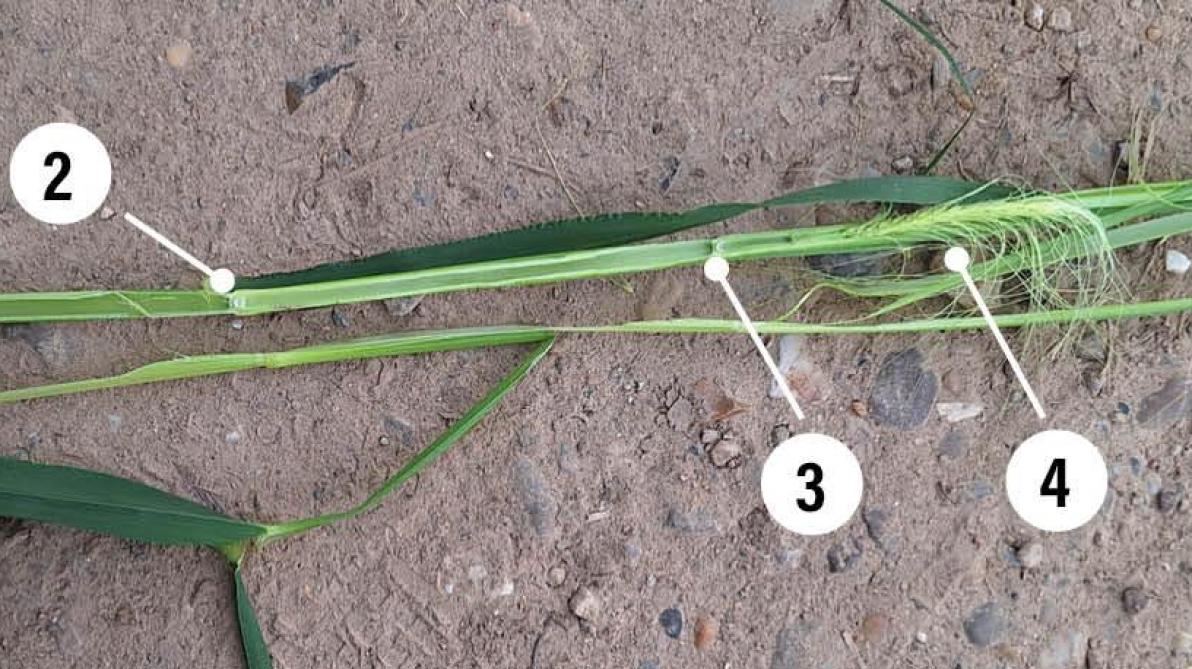 We zien duidelijk de 3 knopen (1, 2, 3) die gevormd zijn in de stengel. Met net boven de derde knoop de gerstaar (4) die geleidelijk verder naar boven schuift, nog net voor het moment dat de eerste baarden vanuit het vlagblad tevoorschijn komen. Vanaf dit vlagbladstadium kan je de T2-ziektebestrijding combineren met een tweede groeiregulatie.