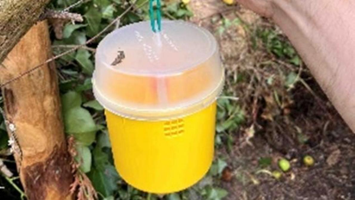 Door deze zomer een val te plaatsen bij je composthoop, kan je helpen bij het voorkomen van de verspreiding van de vlieg.