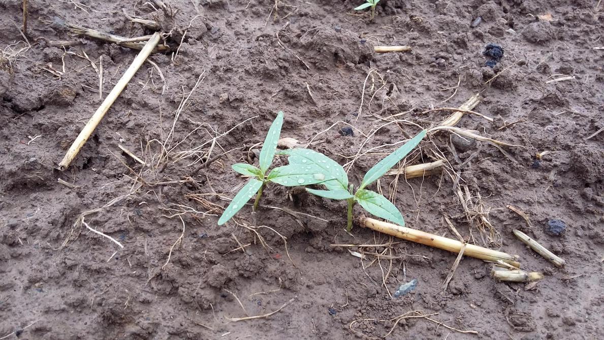 Doornappel in het kiemlobstadium.