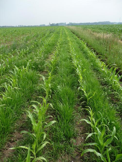 Knolcyperus niet bestrijden is geen optie.