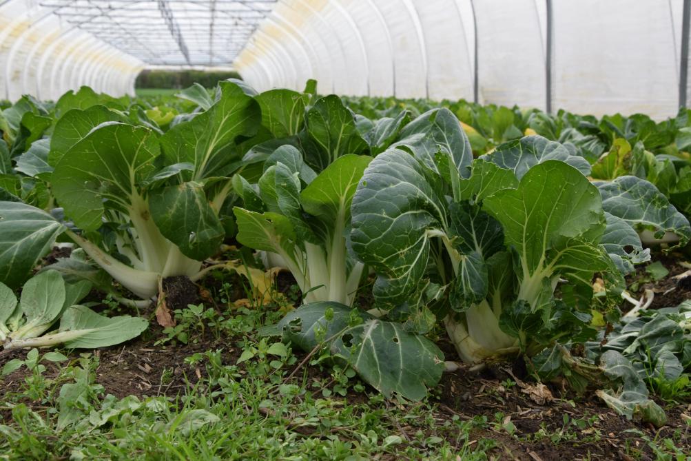 De biologische groenteteler teelt onder andere paksoi in de tunnelserres rond zijn boerderij.