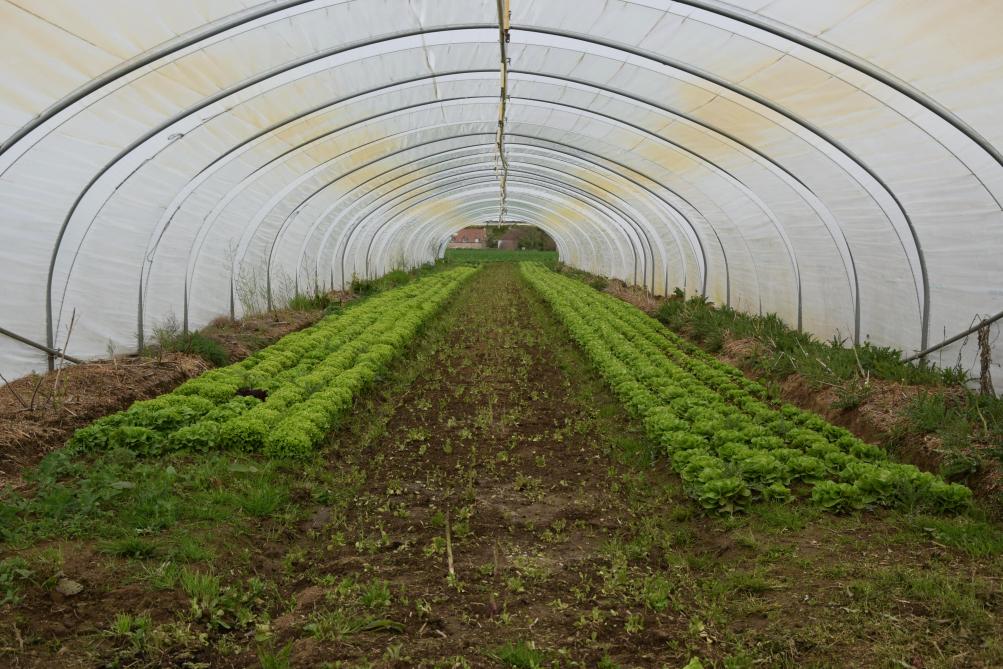 Er staat 1,8 ha tunnelserres rond de boerderij van Gwenaël du Bus, in combinatie met grotere glasserres.