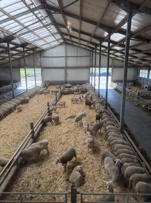 De schapenstal werd in 2019 gebouwd en is vergund voor 1.000 dieren. Momenteel worden er zo’n 400 schapen gemolken.
