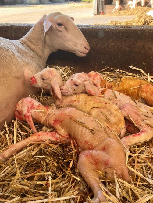 Op het moment van de reportage was er net een vierling geboren bij de melkschapen.