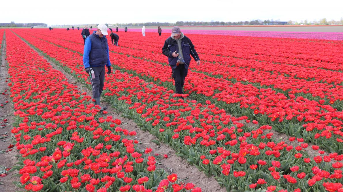 Nu worden de tulpen nog handmatig op virussen gecheckt, maar Wuestenenk wil deze selectie op termijn robotiseren.