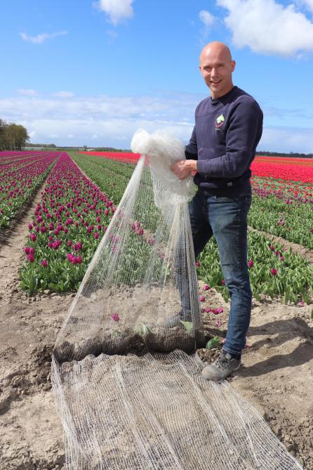 Dankzij de nettenteelt kunnen er nu ook op zwaardere zeekleigronden tulpen geteeld worden.