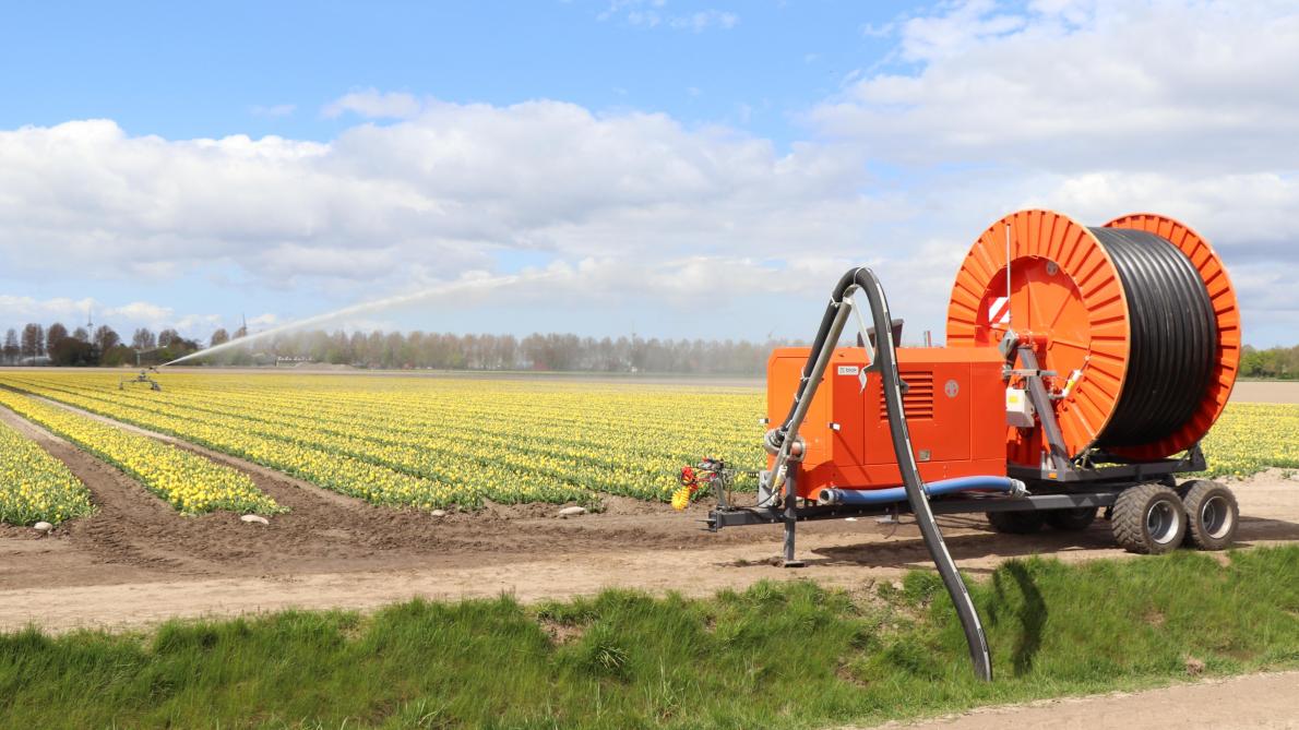 De tulpentelers kocht onlangs nog een splinternieuwe beregeningshaspel met computer van AP. De tulpen worden beregend om de groei te bevorderen.