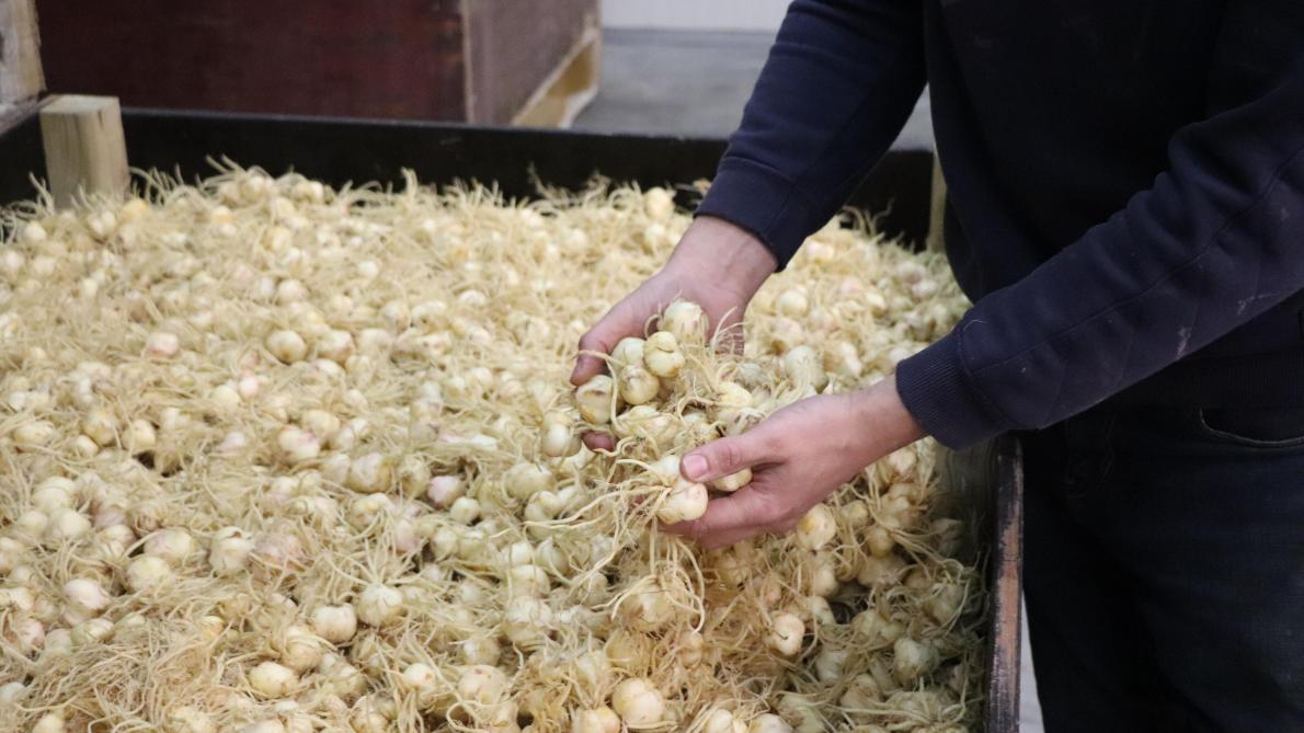 Een ander product waarin Wuestenenk gespecialiseerd is, zijn leliebollen.