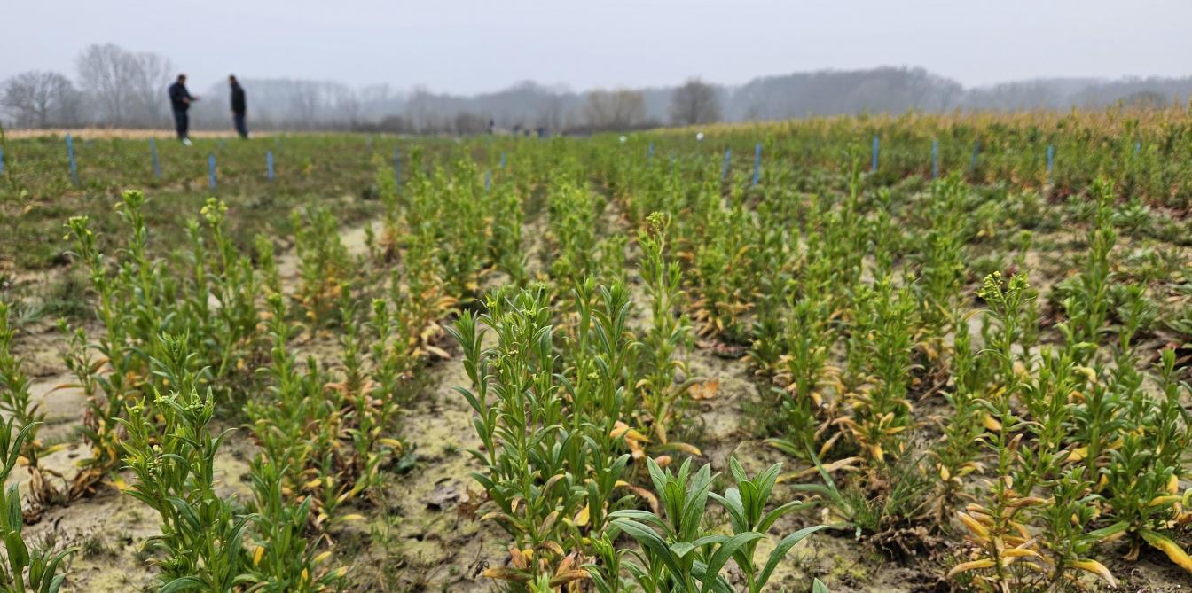 De rassenproef met winterdeder liet duidelijke rasverschillen optekenen.