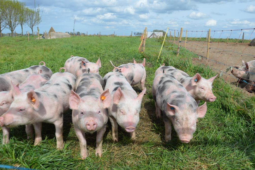 Op de PiétrainPur-hoeve zie je enkel lange staarten. Dit toont dieren in balans met hun omgeving, waar ze hun natuurlijk gedrag kunnen vertonen, wat hun welzijn en vleeskwaliteit ten goede komt.