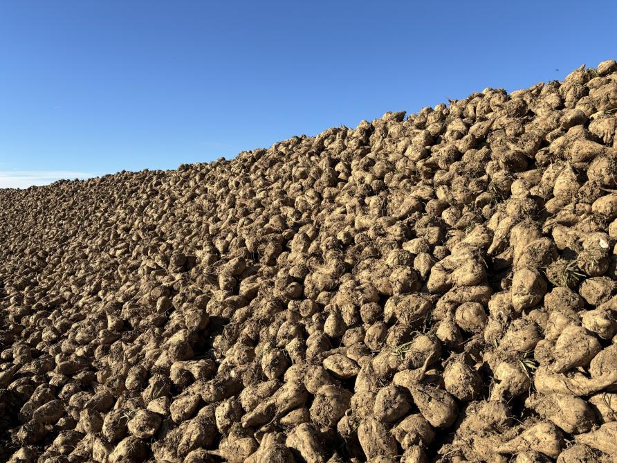 De genetische verbetering van suikerbieten is waardevol en heeft de voorbije jaren enorme vooruitgang geboekt.