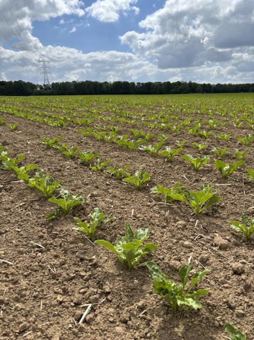 “We vergeten soms dat landbouwproducten de enige strategische grondstoffen zijn die we in Europa hebben”, stelt Erwin Boonen.