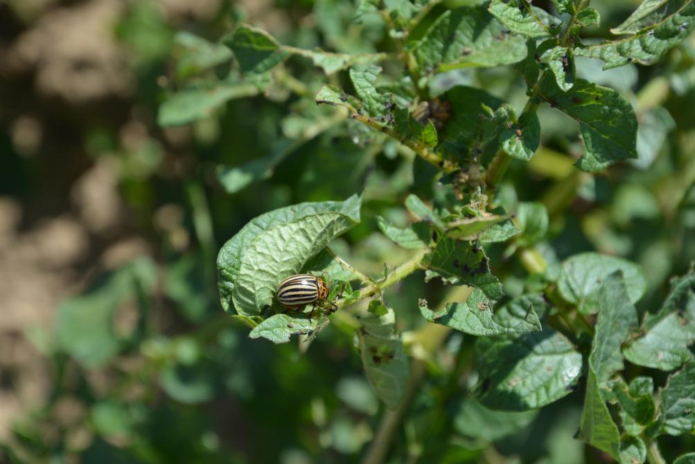 Wanneer Calantha wordt gebruikt, doodt het alleen de coloradokever. Het is niet gericht op bijen, hommels, nuttige insecten of andere organismen, benadrukt minister Clarinval.