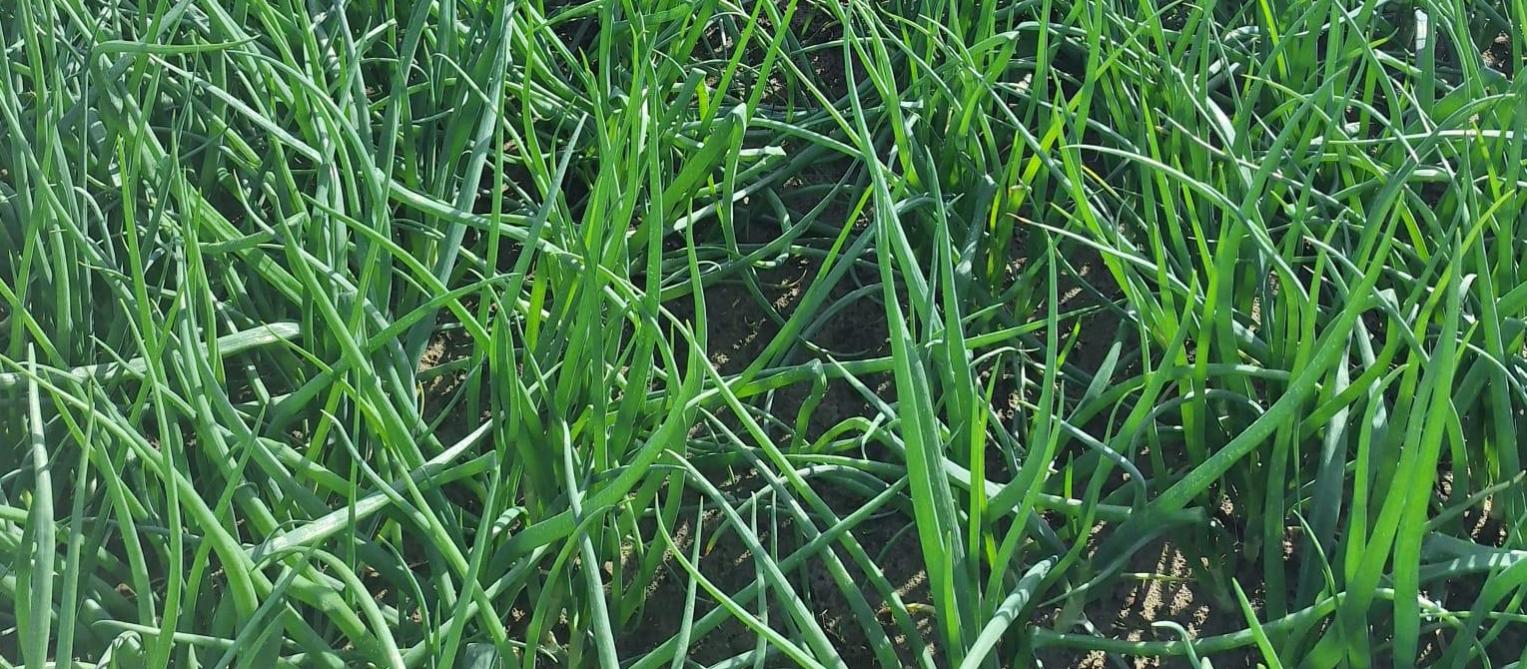 Plantuien op 21 mei in het westen van het land, waar de rijen sluiten en de bolvorming al van start gaat.