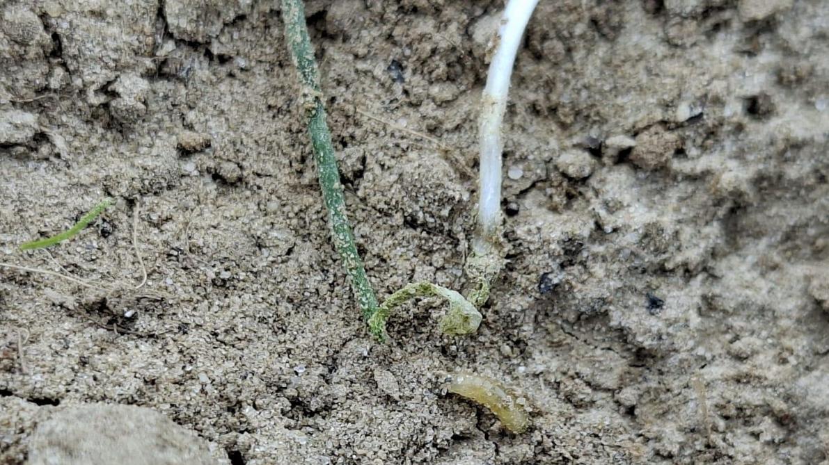 Een uienplantje dat aan de wortelbasis volledig is afgevreten door de larve van de bonenvlieg, met een uitval tot 30 à 40% op het perceel. Onderaan rechts zie je het larfje van de bonenvlieg.